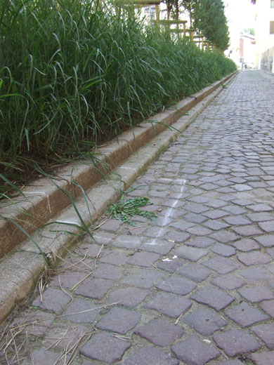 tarassaco comune - taraxacum officinale - ph in loco - mi giu 2011